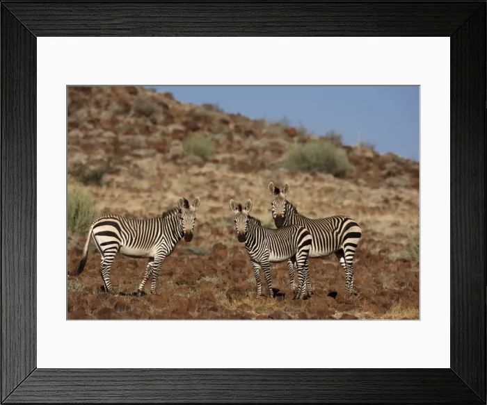 Framed Print : Hartmanns Mountain Zebras (Equus zebra hartmannae) Framed Print : Hartmanns Mountain Zebras (Equus zebra hartmannae)