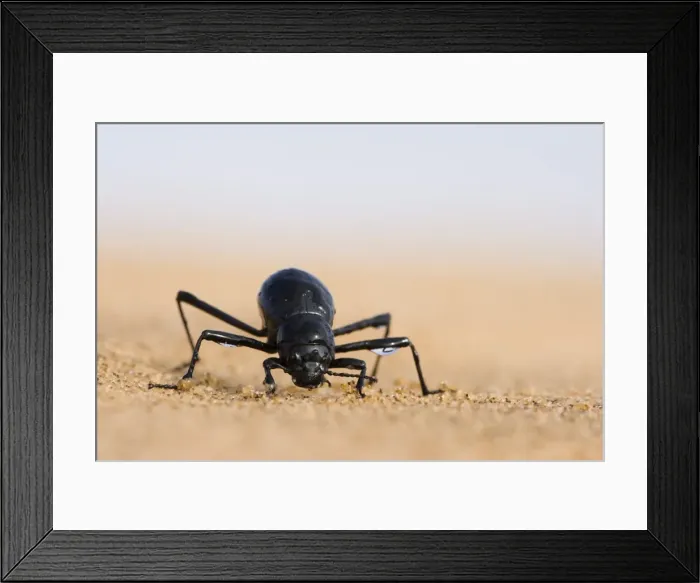 Framed Print : Tenebrionid beetle (Onymacris unguicularis) Framed Print : Tenebrionid beetle (Onymacris unguicularis)