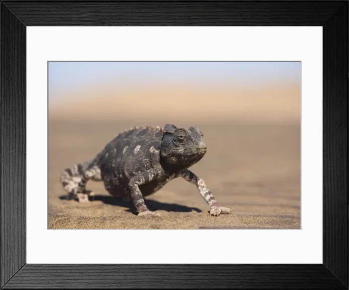 Framed Print : Namaqua chameleon (Chamaeleo namaquensis) Framed Print : Namaqua chameleon (Chamaeleo namaquensis)