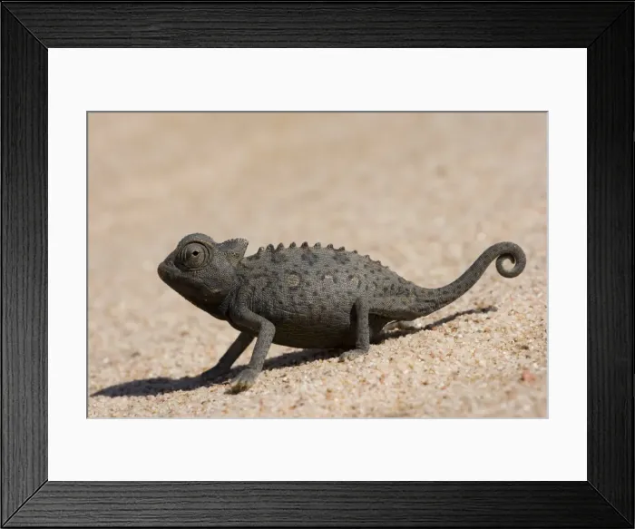 Framed Print : Namaqua chameleon (Chamaeleo namaquensis) Framed Print : Namaqua chameleon (Chamaeleo namaquensis)