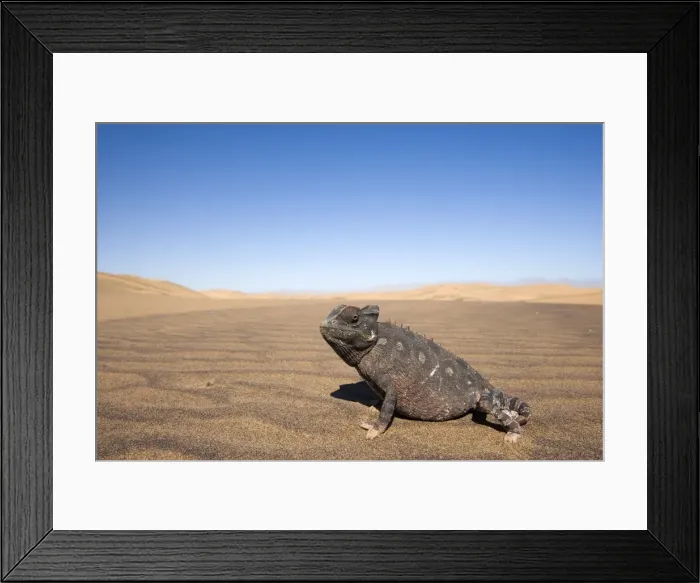 Framed Print : Namaqua chameleon (Chamaeleo namaquensis) Framed Print : Namaqua chameleon (Chamaeleo namaquensis)