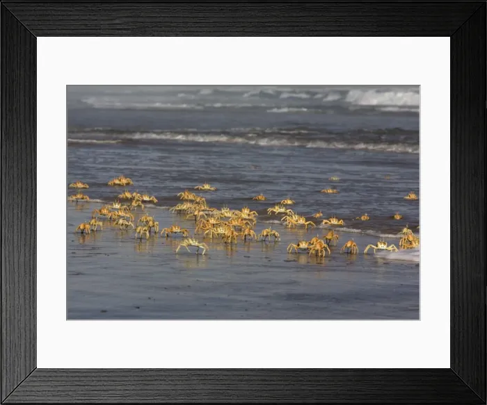 Framed Print : Ghost crab (Ocypode cursor) Framed Print : Ghost crab (Ocypode cursor)