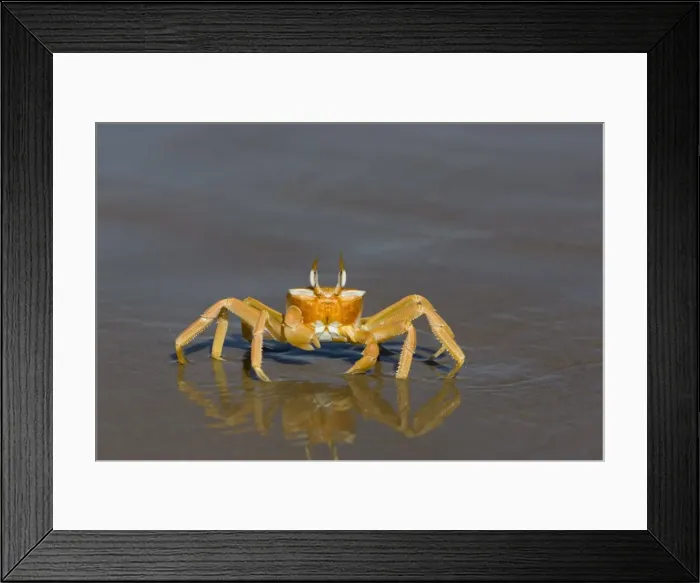 Framed Print : Ghost crab (Ocypode cursor) Framed Print : Ghost crab (Ocypode cursor)