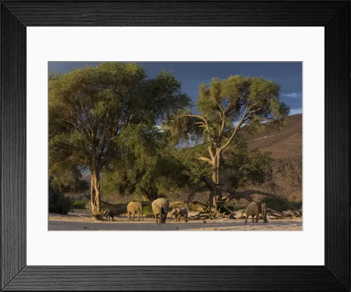 Framed Print : Desert-dwelling elephants Framed Print : Desert-dwelling elephants