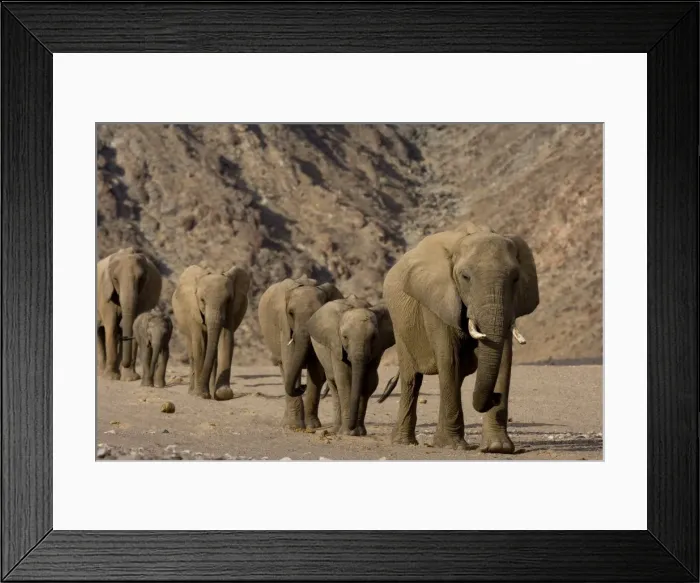 Framed Print : Herd of desert-dwelling elephants (Loxodonta africana africana) Framed Print : Herd of desert-dwelling elephants (Loxodonta africana africana)