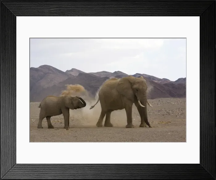Framed Print : Desert-dwelling elephants Framed Print : Desert-dwelling elephants