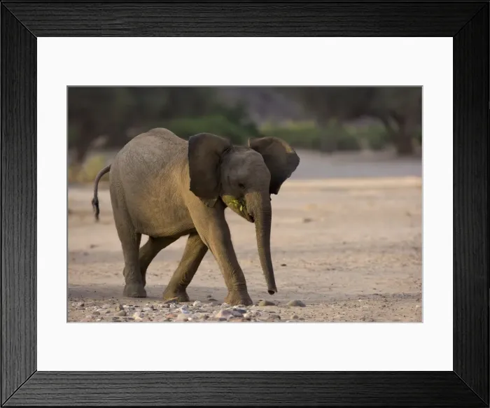 Framed Print : Young desert-dwelling elephant (Loxodonta africana africana) Framed Print : Young desert-dwelling elephant (Loxodonta africana africana)