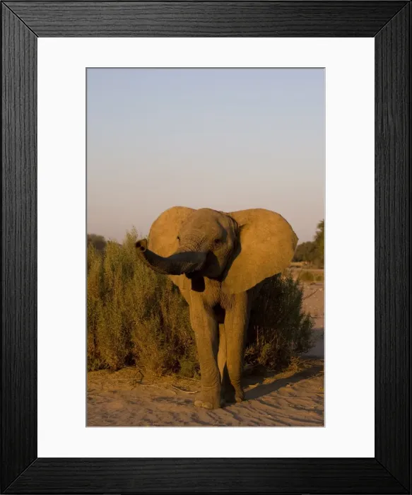 Framed Print : Desert-dwelling elephant (Loxodonta africana africana) Framed Print : Desert-dwelling elephant (Loxodonta africana africana)