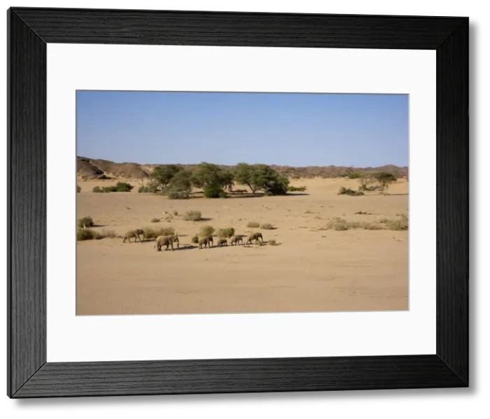 Framed Print : Herd of desert-dwelling elephants (Loxodonta africana africana) Framed Print : Herd of desert-dwelling elephants (Loxodonta africana africana)