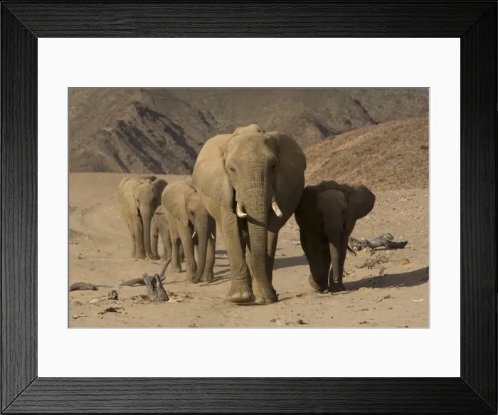 Framed Print : Herd of desert-dwelling elephants (Loxodonta africana africana) Framed Print : Herd of desert-dwelling elephants (Loxodonta africana africana)