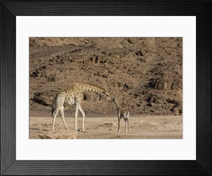 Framed Print : Desert giraffe (Giraffa camelopardalis capensis) with young Framed Print : Desert giraffe (Giraffa camelopardalis capensis) with young