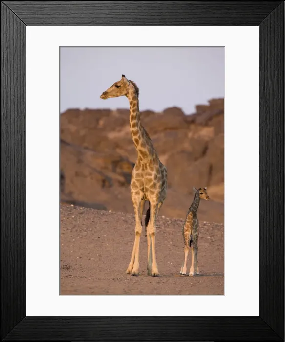 Framed Print : Desert giraffe (Giraffa camelopardalis capensis) with young Framed Print : Desert giraffe (Giraffa camelopardalis capensis) with young