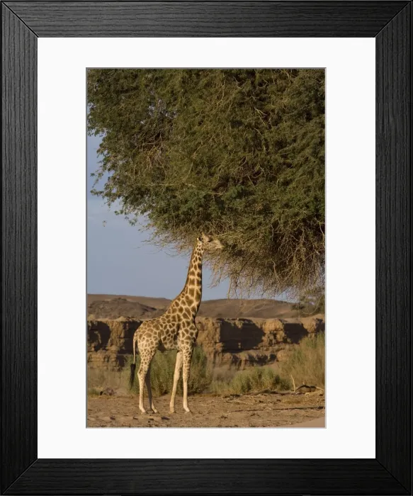 Framed Print : Desert giraffe (Giraffa camelopardalis capensis) Framed Print : Desert giraffe (Giraffa camelopardalis capensis)