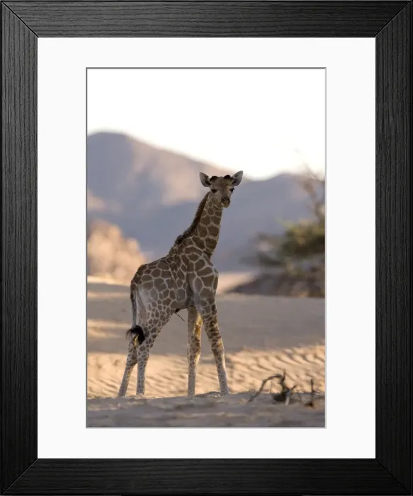 Framed Print : Young desert giraffe (Giraffa camelopardalis capensis) Framed Print : Young desert giraffe (Giraffa camelopardalis capensis)