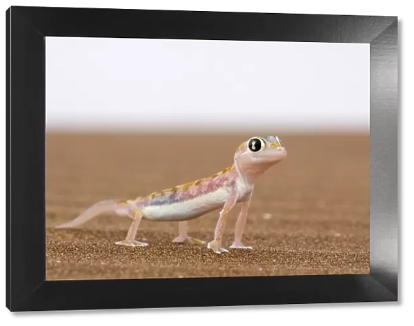 Webfooted gecko (Palmatogecko rangei)