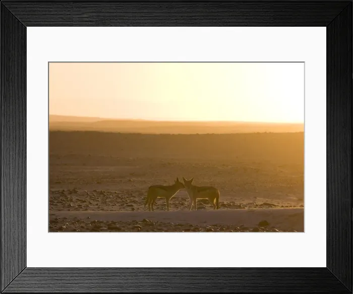 Framed Print : Black-backed jackals (Canis mesomelas) Framed Print : Black-backed jackals (Canis mesomelas)