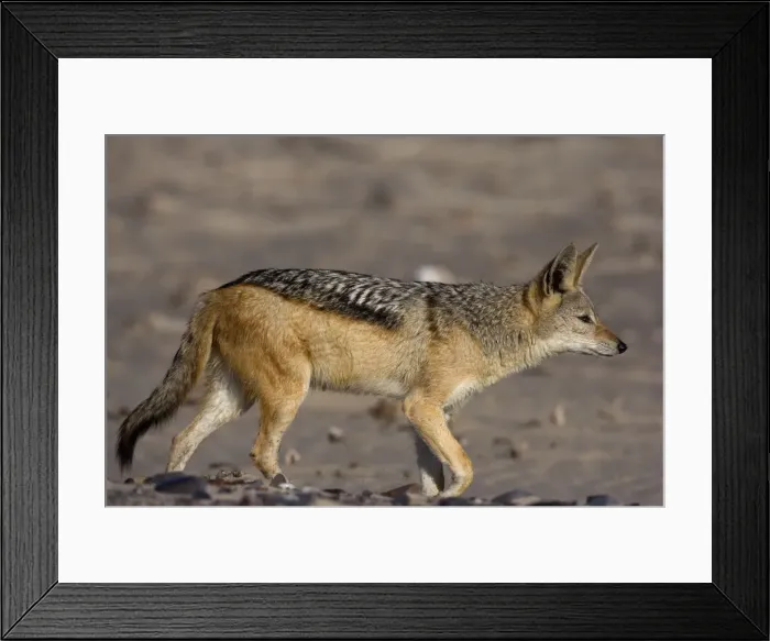 Framed Print : Black-backed jackal (Canis mesomelas) Framed Print : Black-backed jackal (Canis mesomelas)