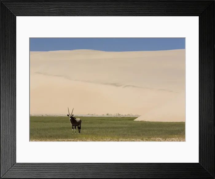 Framed Print : Gemsbok (Oryx gazella) Framed Print : Gemsbok (Oryx gazella)