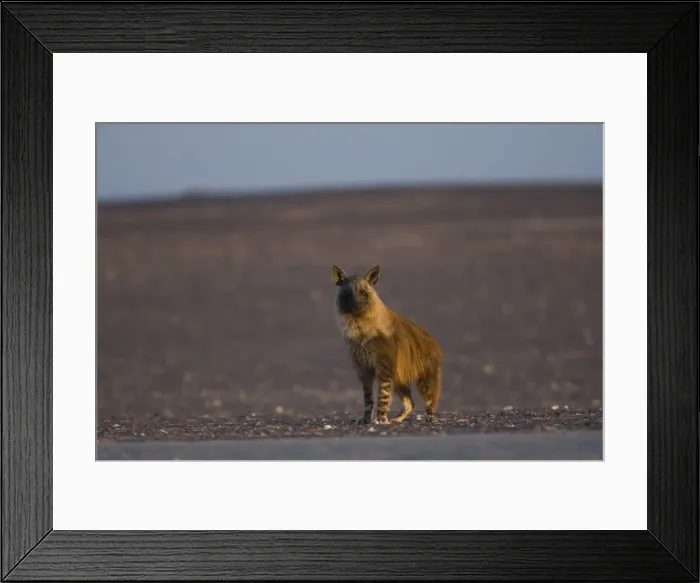 Framed Print : Brown hyena (Pyrahaena hyaena brunnea) Framed Print : Brown hyena (Pyrahaena hyaena brunnea)