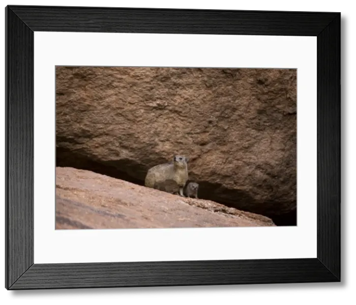 Framed Print : Rock dassie (Procavia capensis) with her young Framed Print : Rock dassie (Procavia capensis) with her young
