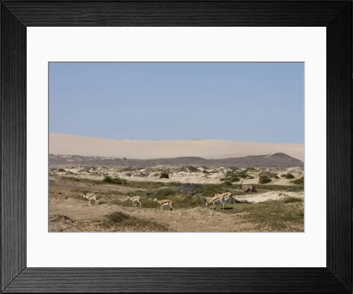 Framed Print : Springbok (Antidorcas marsupialis) Framed Print : Springbok (Antidorcas marsupialis)
