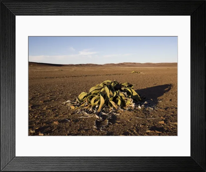 Framed Print : Welwitschia Framed Print : Welwitschia