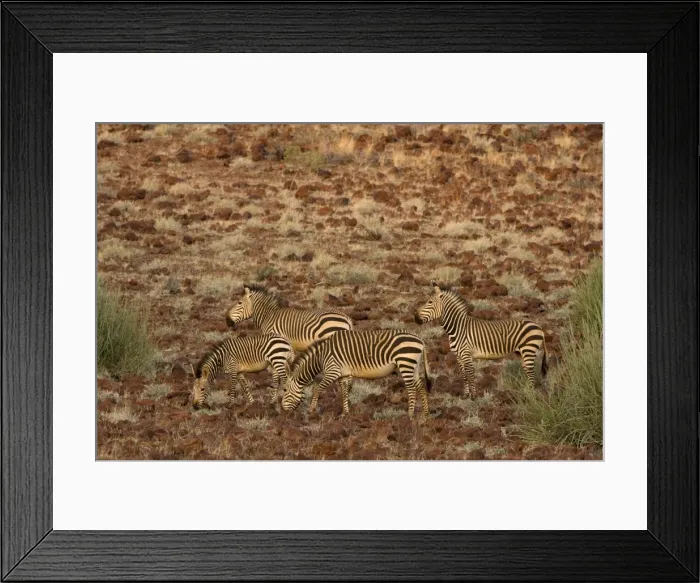 Framed Print : Hartmanns mountain zebra (Equus zebra hartmannae) Framed Print : Hartmanns mountain zebra (Equus zebra hartmannae)