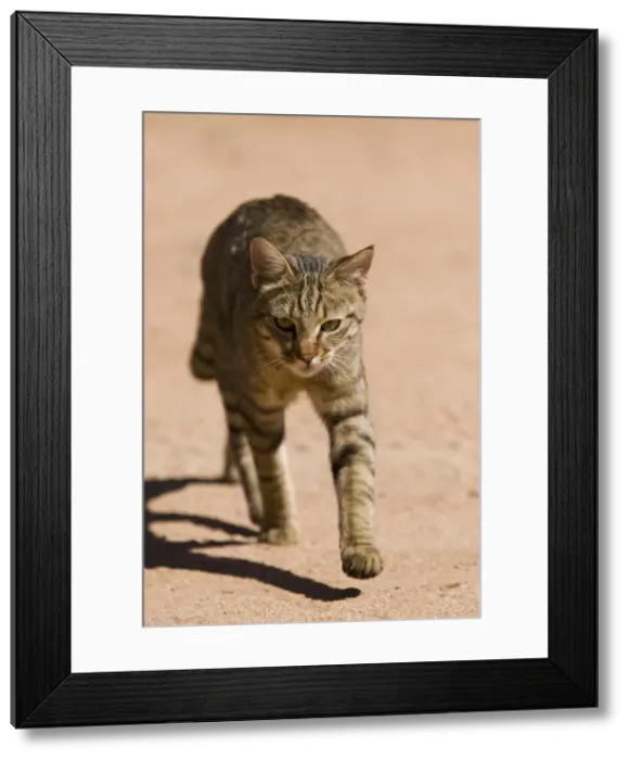 Framed Print : African wildcat (Felis libyca) Framed Print : African wildcat (Felis libyca)