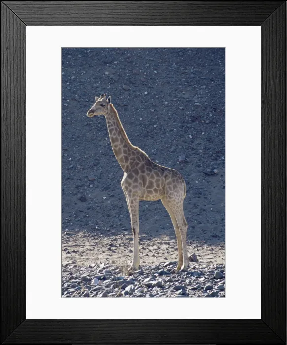 Framed Print : Giraffe (Giraffa camelopardalis) Framed Print : Giraffe (Giraffa camelopardalis)