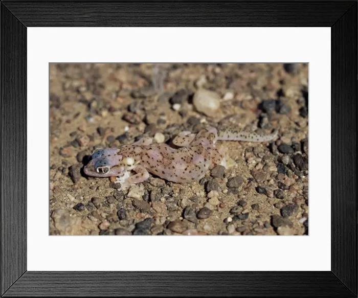 Framed Print : Web-footed gecko (Palmotogecko rangei) Framed Print : Web-footed gecko (Palmotogecko rangei)