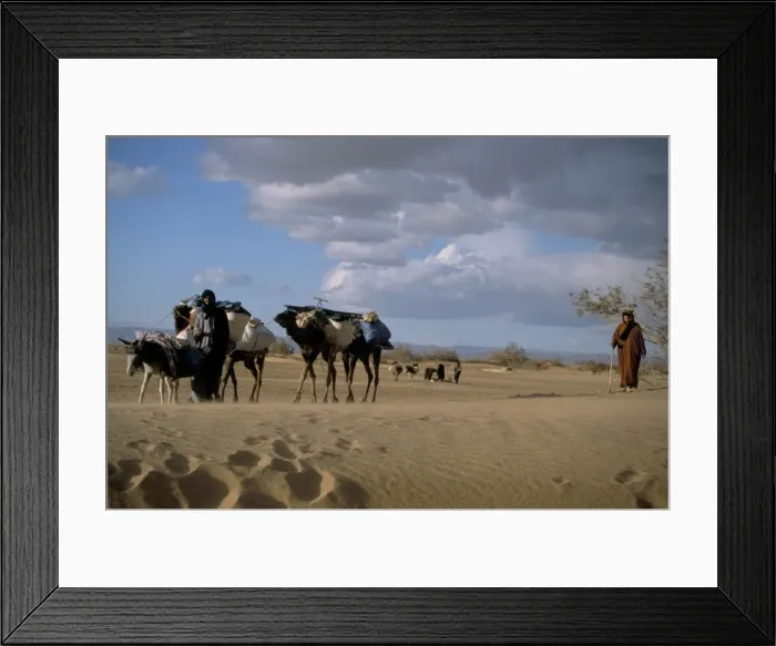 Framed Print : Camels and donkey being led from the well on desert trek Framed Print : Camels and donkey being led from the well on desert trek