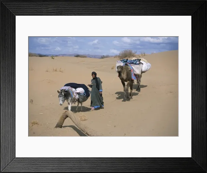 Framed Print : Camel man leading donkey and two camels on desert trek Framed Print : Camel man leading donkey and two camels on desert trek
