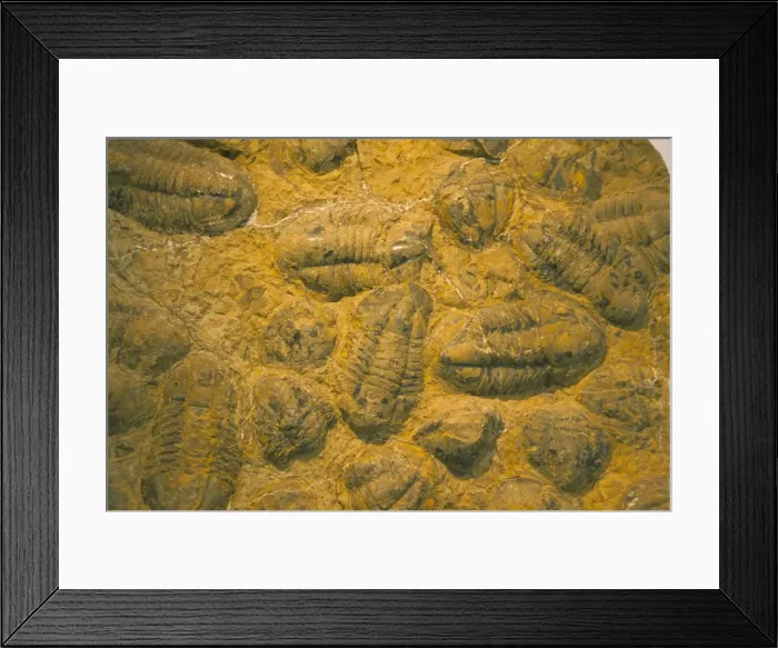 Framed Print : Trilobites (Platypectoides) Framed Print : Trilobites (Platypectoides)