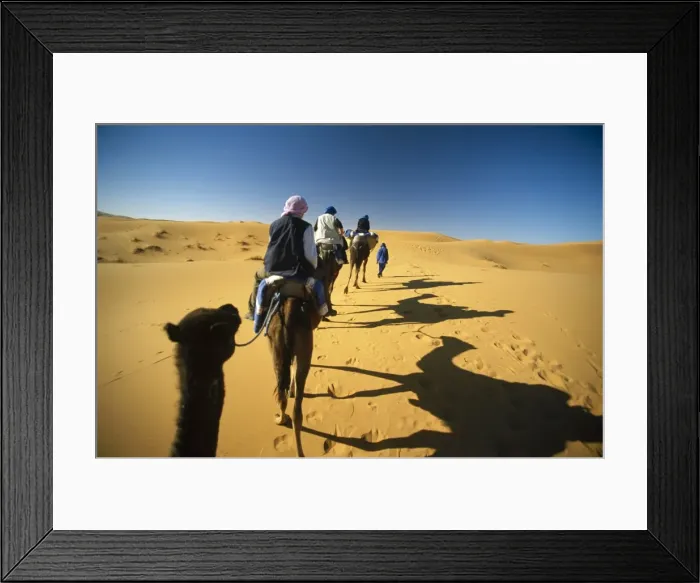 Framed Print : Camels trek in dunes of Sahara near Merzouga, Morocco, North Africa Framed Print : Camels trek in dunes of Sahara near Merzouga, Morocco, North Africa