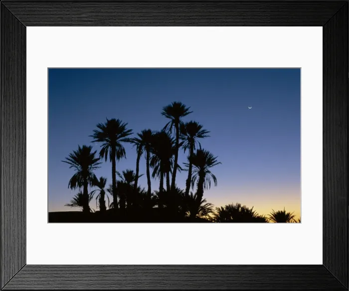 Framed Print : Palm trees in silhouette at dawn Framed Print : Palm trees in silhouette at dawn