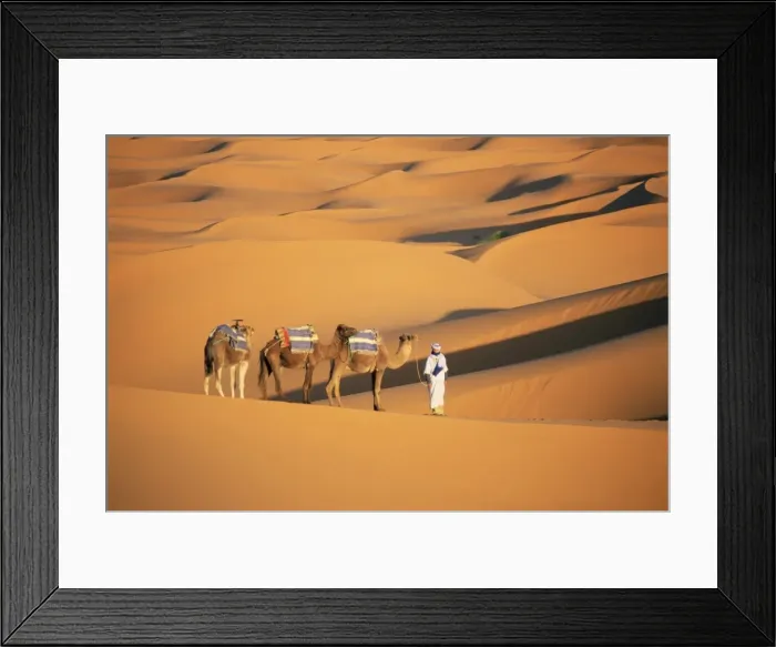 Framed Print : Camel guide and camels Framed Print : Camel guide and camels