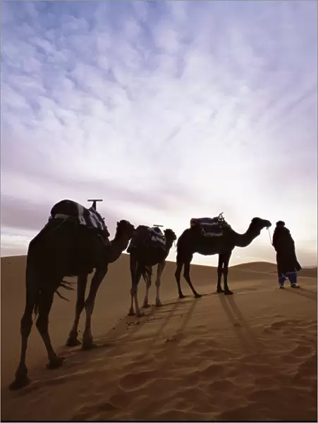 Berber camel leader with three camels in Erg Chebbi sand sea
