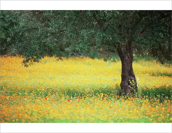 Olive tree in field of wild flowers