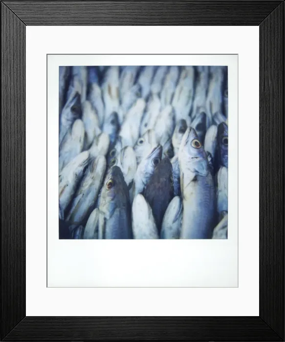 Framed Print : Polaroid image of fish on sale in fish market Framed Print : Polaroid image of fish on sale in fish market
