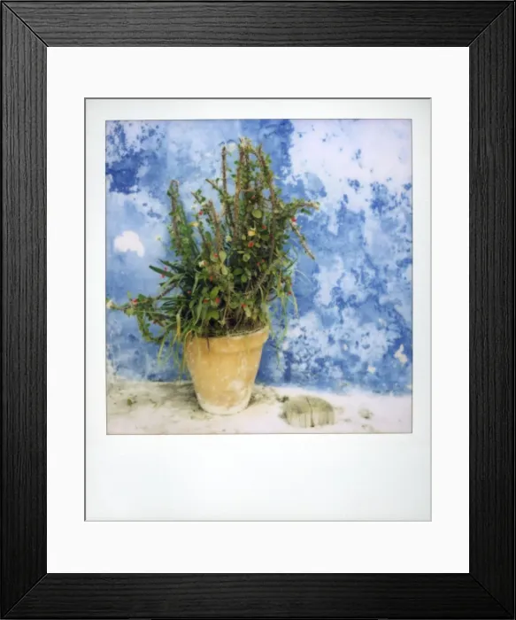 Framed Print : Polaroid of plant pot against bluewashed wall
