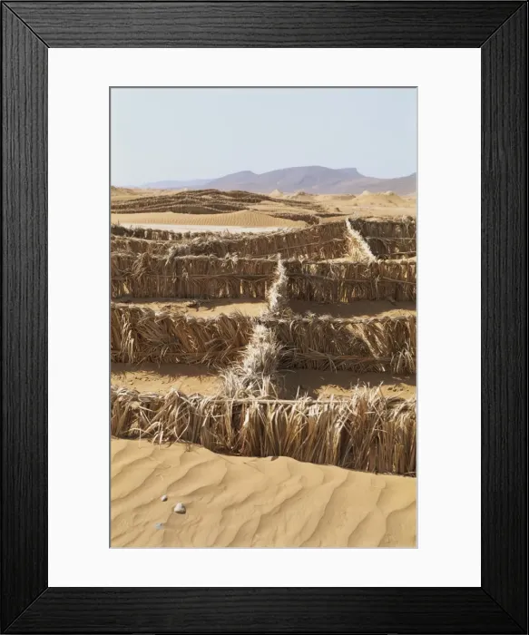 Framed Print : Barriers of palm leaves to control sand