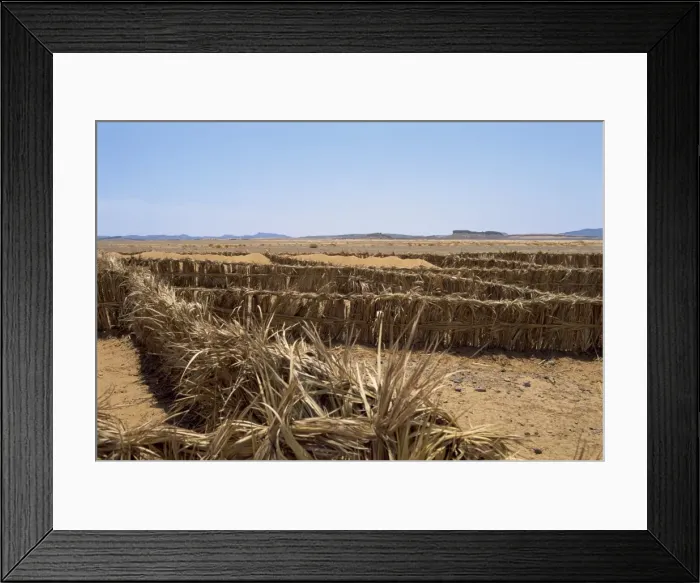 Framed Print : Barriers erected to prevent sand drifting onto road Framed Print : Barriers erected to prevent sand drifting onto road