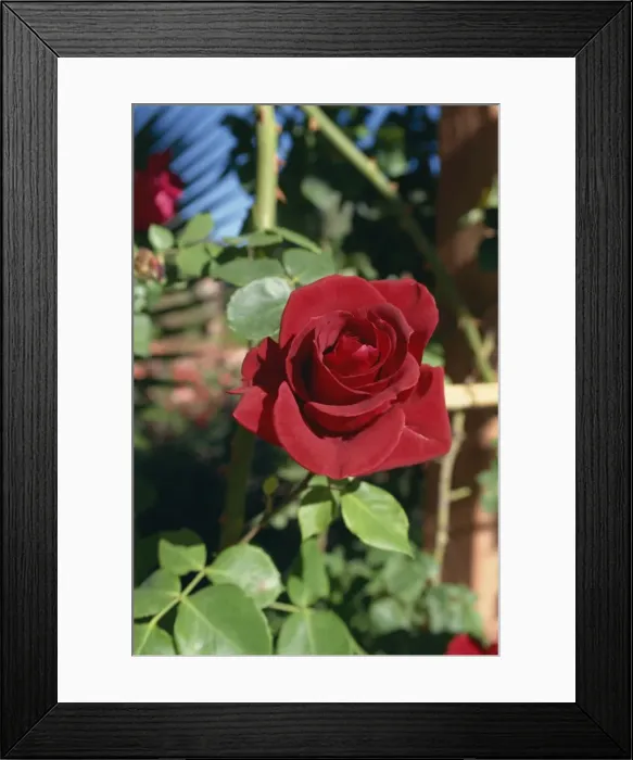Framed Print : La Roseraie Hotel Framed Print : La Roseraie Hotel