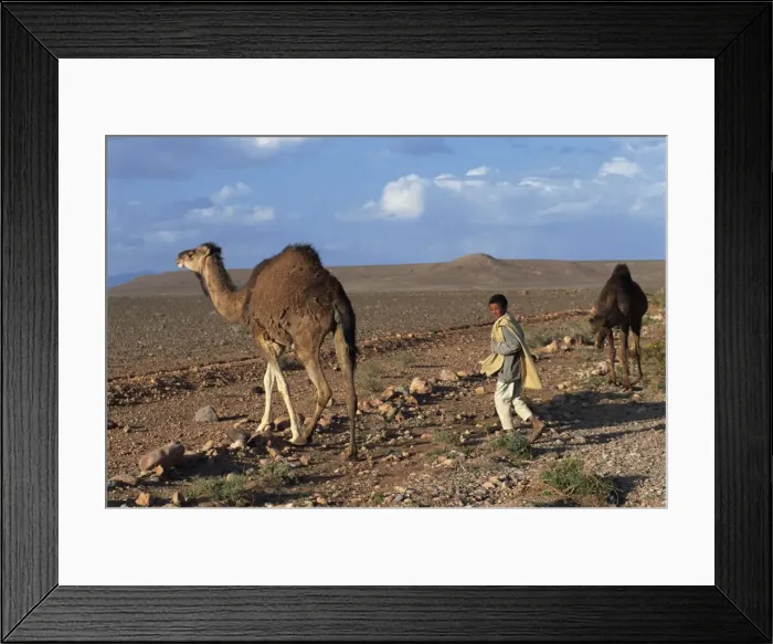 Framed Print : Shepherd boy with two camels in arid landscape Framed Print : Shepherd boy with two camels in arid landscape