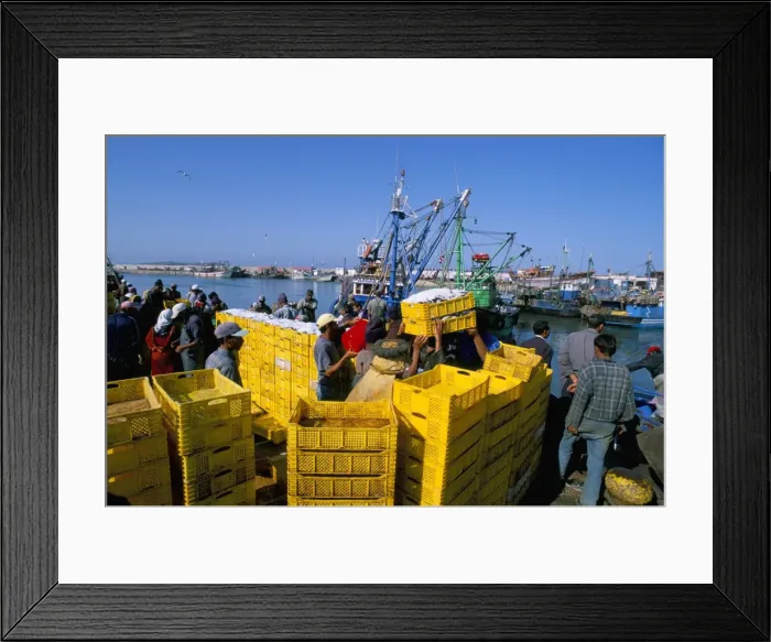 Framed Print : Unloading sardine catch Framed Print : Unloading sardine catch