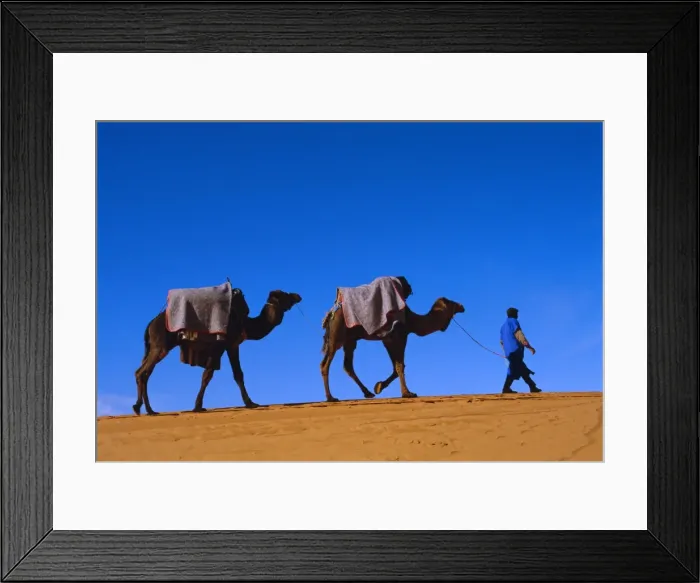 Framed Print : Camel train through desert Framed Print : Camel train through desert