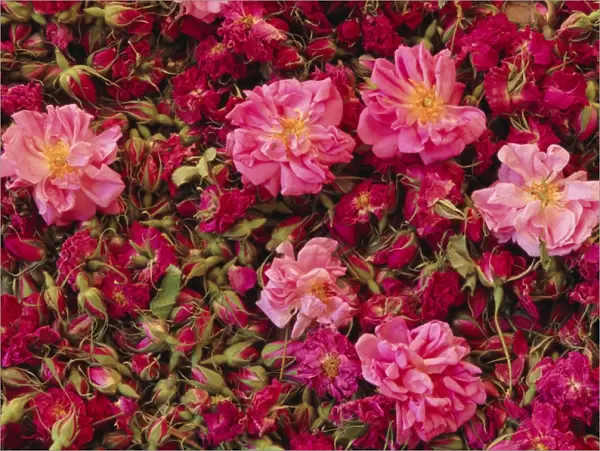 Cultivated roses