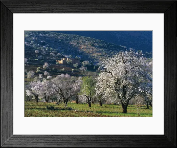 Framed Print : Almond trees in bloom Framed Print : Almond trees in bloom