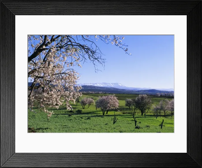 Framed Print : Almond trees in bloom Framed Print : Almond trees in bloom