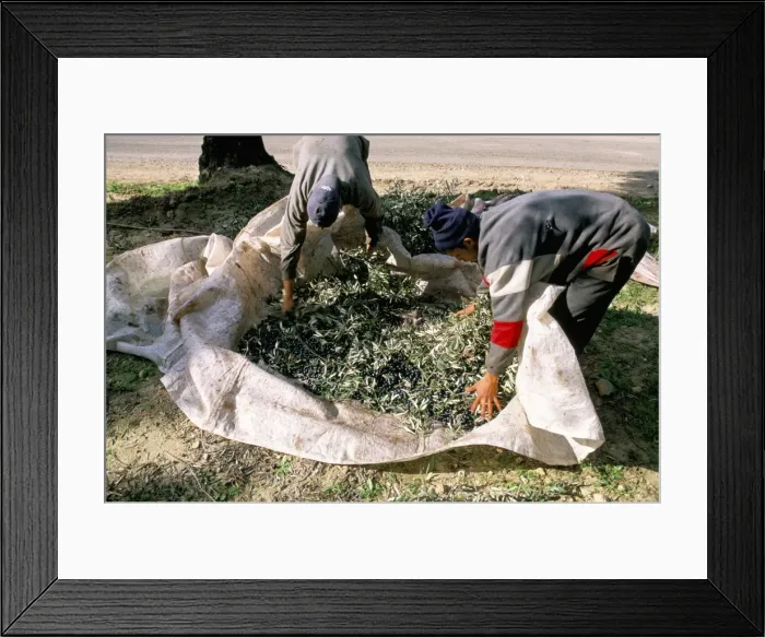 Framed Print : Harvesting olives